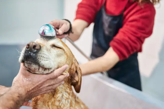 bañando a un perro viejito