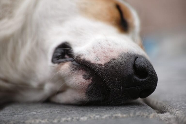 Nuestros Servicios de Cremación de Mascotas Perro descansando