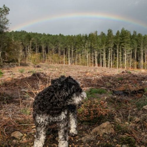 Perro arco iris